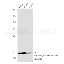 Purified by protein a affinity chromatography. Hist1h2ai Antibody Search Results Mybiosource