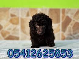 Satilik Toy Poodle Oyuncak Kanis Poodle Kopek