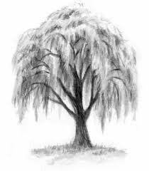 wallpapers Drawing Charcoal Willow Tree
