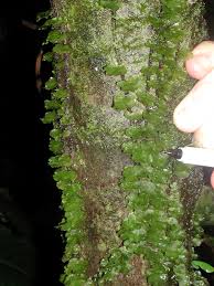 Image result for Didymoglossum