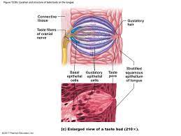 There are many shoulder ligaments which each play an important role in shoulder joint stabilization to various degrees. Drag The Labels Onto The Diagram To Identify The Structures And Ligaments Of The Shoulder Joint Drag Each Label Into The Appropriate Position To Identify How Each Theoretical Condition Would Alter