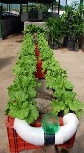 Hydroponic Setups Hydroponic Vegetables Indoor Vegetable Gardening Hydroponic Gardening