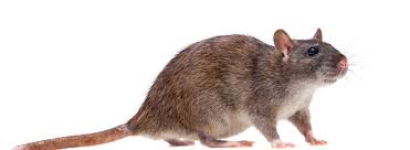 There are hundreds of types of mice, divided into subfamilies of either old world or. Mause Und Ratten Verbreiten Hantaviren
