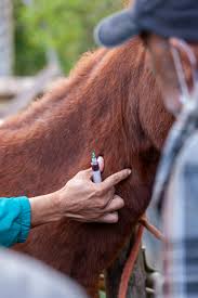 Accueil | Equitannonce annonces chevaux