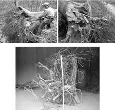 Removal Of The Root System Of A Mature Beech For Further Analysis In Download Scientific Diagram