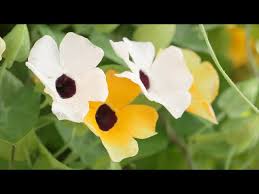 Image result for Thunbergia reticulata