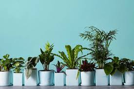 Here are key tips for winter houseplant care, so you can keep your indoor plants alive and healthy during the cooler. The Best Indoor Plants To Keep Us Company This Winter The Chill Times
