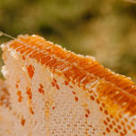 August Club Meeting — Huguenot Beekeepers
