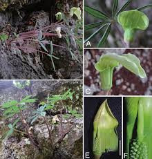 Image result for Arisaema