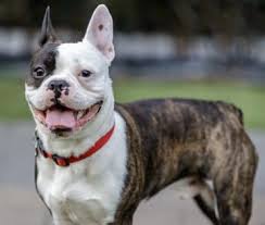 Its teeth should be brushed two or. Say Hello To The Frenchton The Dog That Crossed An Ocean Animalso