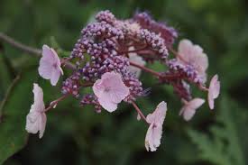 Image result for Striga aspera