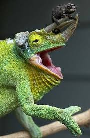 Un Adulto De Jackson S Chameleon Con Un Bebe Aun No Tiene Edad Suficiente Para Cambiar Su Color Rick Stevens Animales Animals Chameleon Reptiles