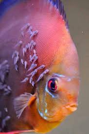 Discus With Fry Aquarium Fish Discus Fish Ocean Creatures