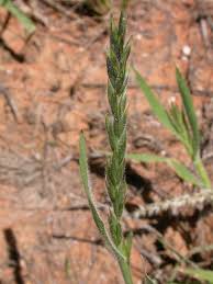 Image result for Schmidtia kalahariensis