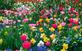 Use them in commercial designs under lifetime, perpetual & worldwide rights. Spring Flower Screensavers Wallpaper 2560x1600 23547