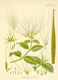 Image result for Funtumia africana