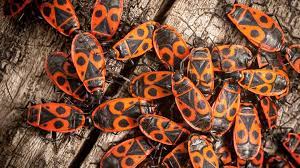 Dort wo die insekten die passende nahrung finden, werden sie sich auch niederlassen. Feuerwanze Was Ist Das Fur Ein Roter Kafer In Meinem Garten