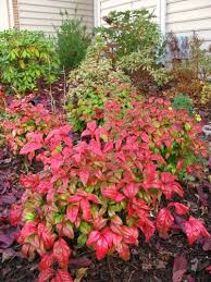It attracts visual attention and is resistant to deer, drought, insects, diseases and heat. Nandina Domestica Fire Power Nandina Domestica Firepower Fire Power Heavenly Bamboo Firepower Heavenly Bamboo Plant Lust