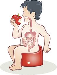 Kids learn about the liver, pancreas and how the human body and. Digestive System Facts For Kids Bodytomy