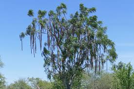 Image result for Cassia abbreviata