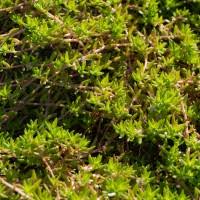 Image result for Crassula granvikii