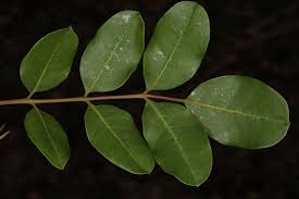 Image result for Ekebergia benguelensis