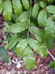 Image result for Markhamia lutea