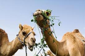 Many bactrian camels these days are domesticated. Fun Camel Facts For Kids