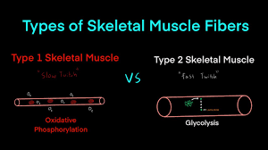 Type 1 Slow Twitch Muscle Fibers Vs Type 2 Fast Twitch Muscle Fibers Mcat Biology Biochemistry Youtube