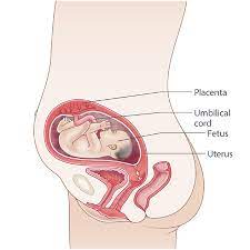 We did not find results for: 25 Weeks Pregnant Raising Children Network
