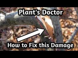 The tape is cut with respect to the size of the damaged stem and branch and wrapped carefully to keep it tight around the base. Plant Doctor How To Fix Broken Stem Of Any Plant Youtube