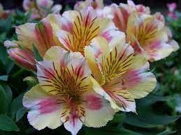 Princess Lilies Lily Seeds Peruvian Lilies Alstroemeria