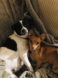 Search our adoptable pets for a furrever friend today! Unleashed Pet Rescue Ellie And Francis Core Bank