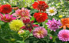 Bila tidak berhasil, coba untuk mengilangkan tanda kutip, misal: Hd Wallpaper Bunga Dahlia Red Yellow Orange Flower Thine Hd Wallpaper Wallpaper Flare