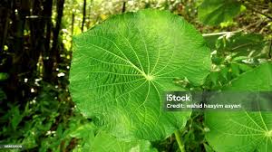Image result for Piper umbellatum