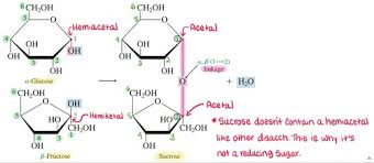 Testing For Non-Reducing Sugars (2.1.3) | Cie A-Level Biology Notes |  Tutorchase