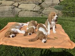 Image result for švycký honič