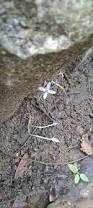 Image result for Exacum oldenlandioides