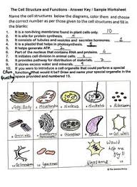 The Cell Structure And Functions Activity Worksheet Free Science Biology In 2020 Cell Structure Functions Activity Structure And Function