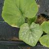 Squash plant leaves will appear as dusted with white flour when powdery mildew has infected the plant. 1