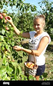 Peterborough, Cambridgeshire, UK. 5th September 2013. Georgie Ivens picks  some ripe Victoria plums at Hill Farm in Peterborough, Cambridgeshire, as  the warm weather has created a bumper crop of the fruit. Pic: