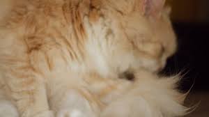 Keep the first session to just a few minutes, rewarding your cat with a treat at the end, and gradually increase the length to 15 minutes over time. Siberian Cat Long Hair Stock Video Footage 4k And Hd Video Clips Shutterstock