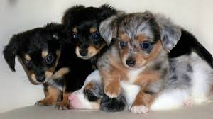 Black And Tan Chiweenie For Sale Chiweenie Chiweenie Puppies Chaweenie Puppies Chiweenie