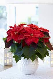 Poinsettia The Best Home Deco Christmas Time Christmas Flowers Christmas Floral Arrangements Poinsettia