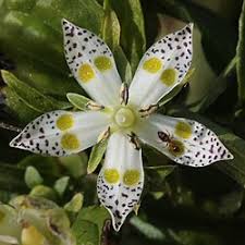 Image result for Swertia kilimandscharica