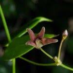 Image result for Vincetoxicum tenuipedunculatum