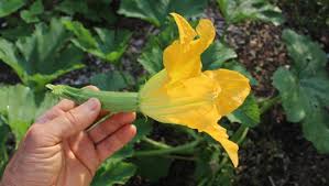 We did not find results for: Small Is Sometimes Better In The Vegetable World