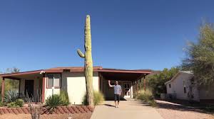 The largest known saguaro is the champion saguaro. Biggest Saguaro Cacti On Earth Arizona Saguaro National Park Youtube
