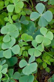 Image result for Marsilea vera