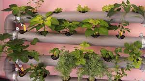 Sistema Acquaponico Nft Indoor Youtube